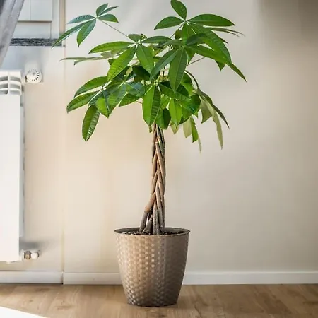 Cucchiari 8c * 모데나