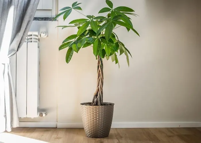 Cucchiari 8c * Modena